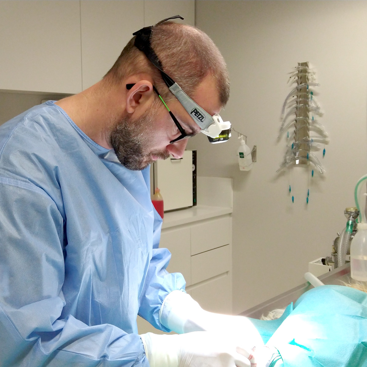 Dierenarts Yves Portier tijdens een operatie