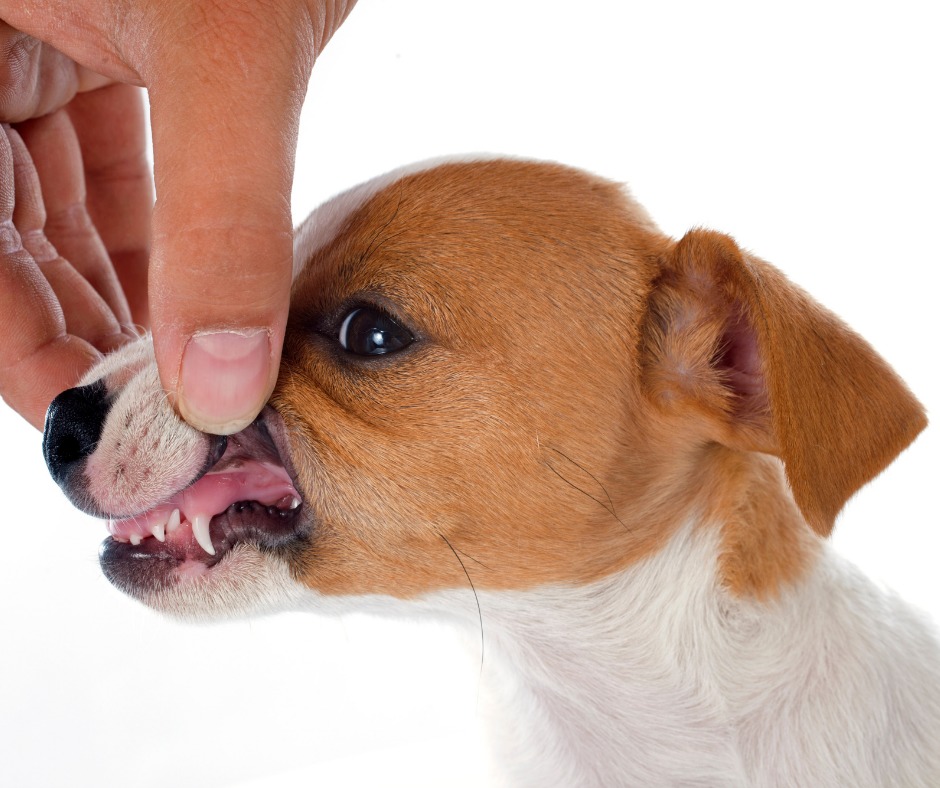 Dierenarts controleert de tanden van een puppy