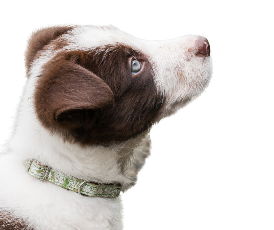 Starten met puppytraining: waar moet je rekening mee houden?