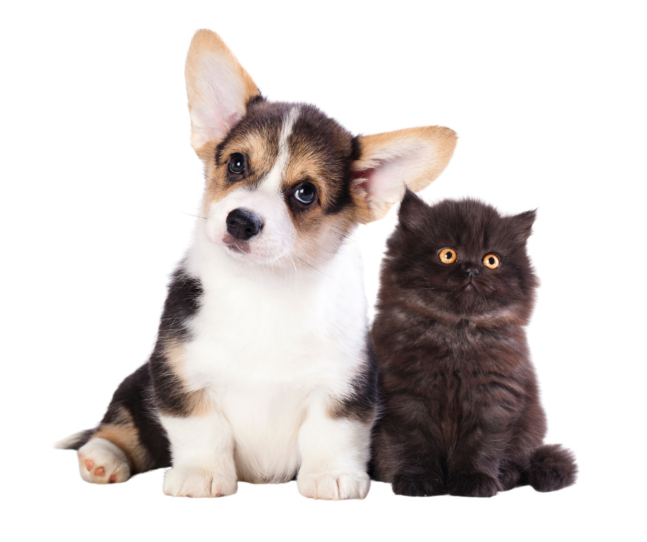 Welke zorgen heeft een nieuwe pup of kitten nodig?