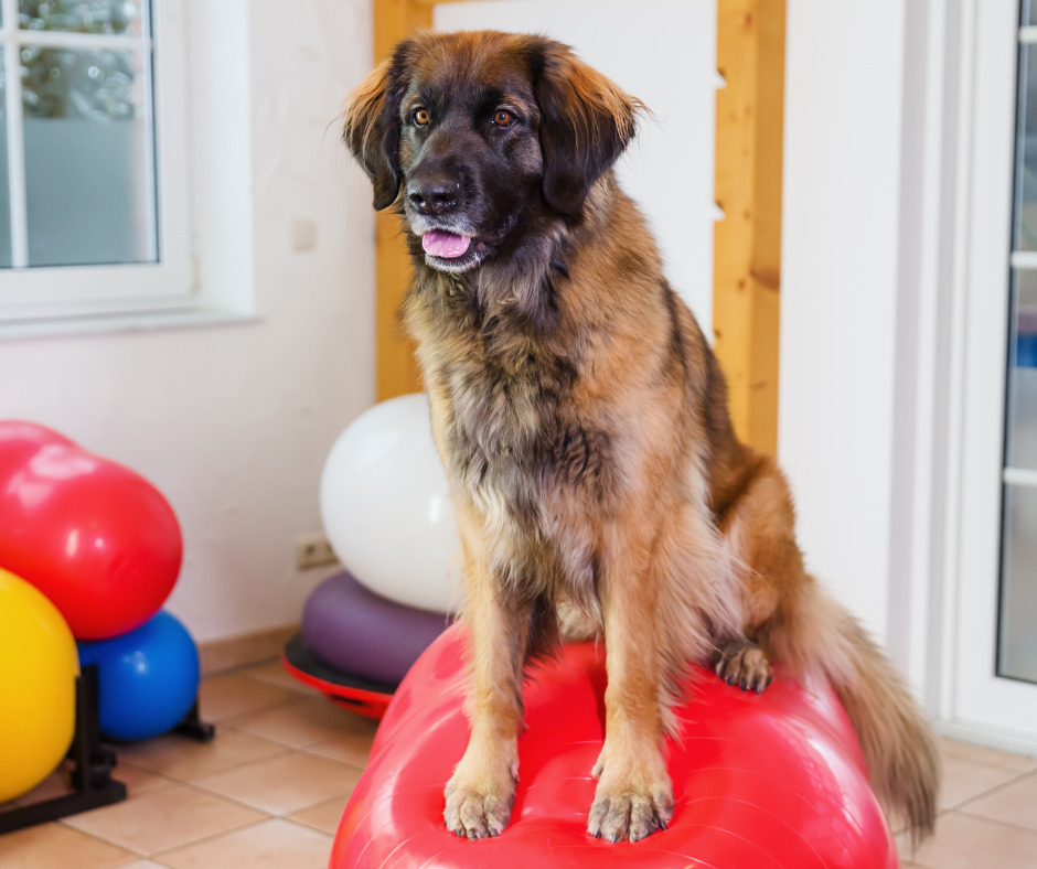 Fysiotherapie hond