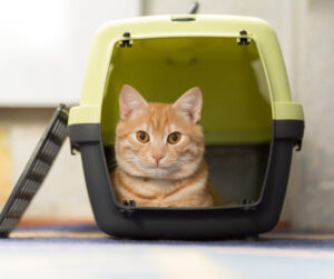 Hoe een kat transporteren in een reismand?