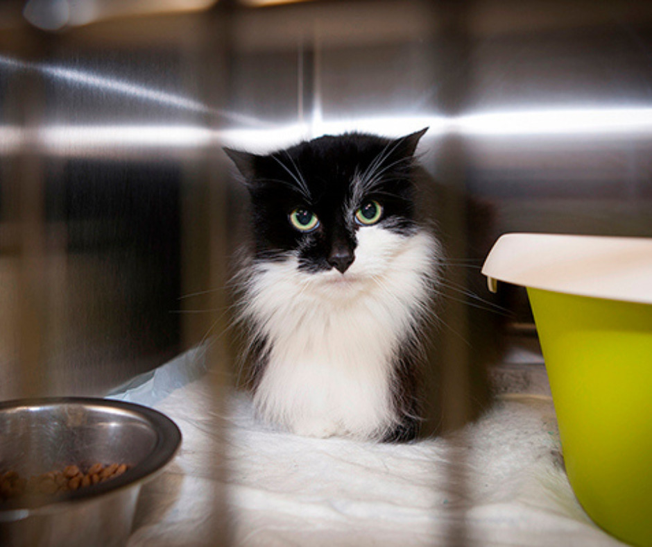 Kat in hospitalisatie in dierenartsenpraktijk De Kapelhoek