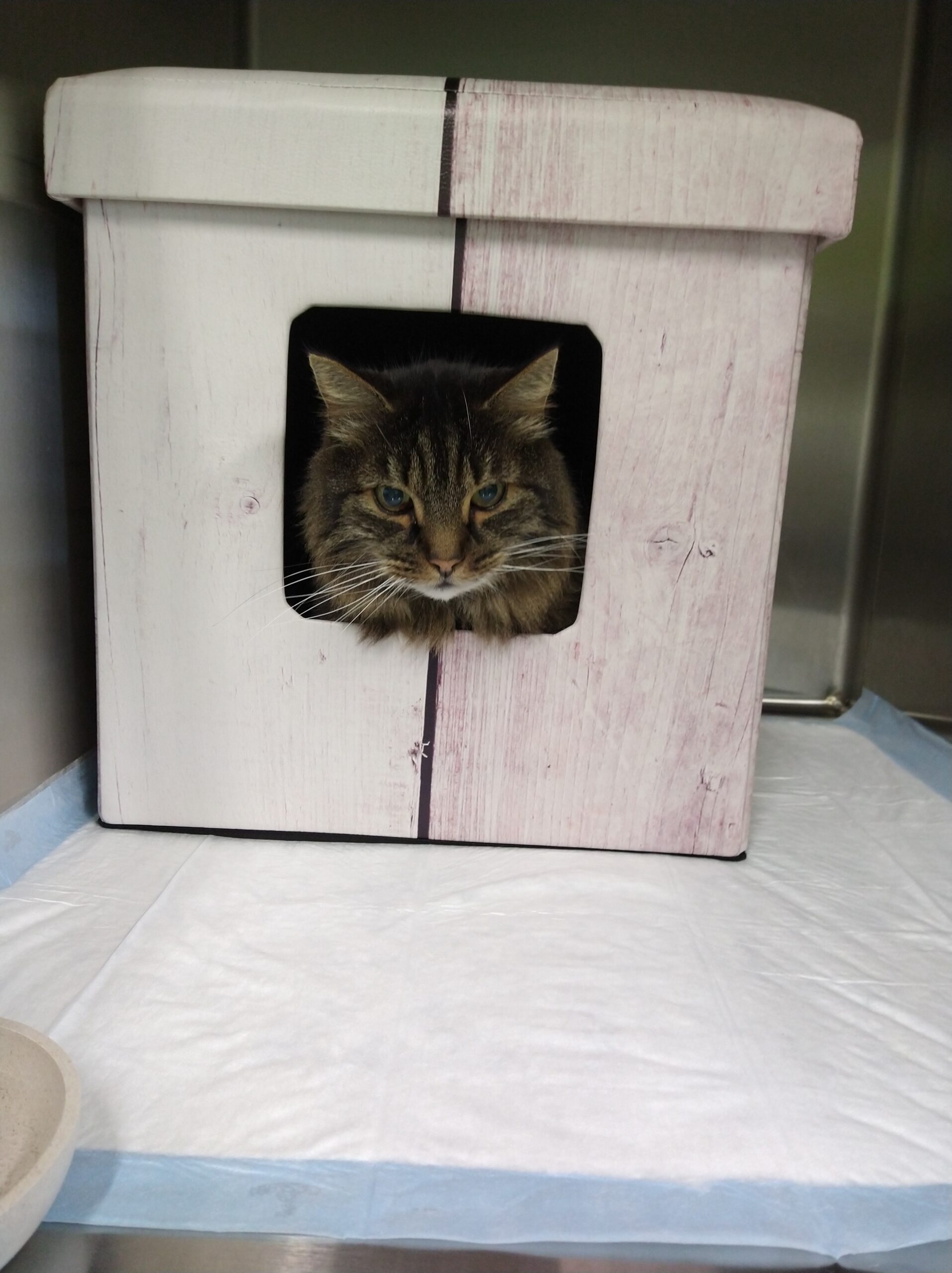 Kat in kattenhuisje dat helpt om de stress tijdens de hospitalisatie te verminderen