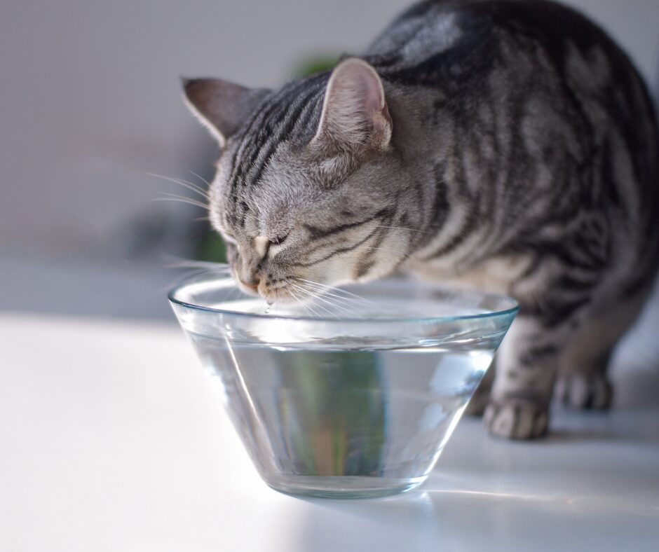 diabetes bij de kat - kat drinkt veel water