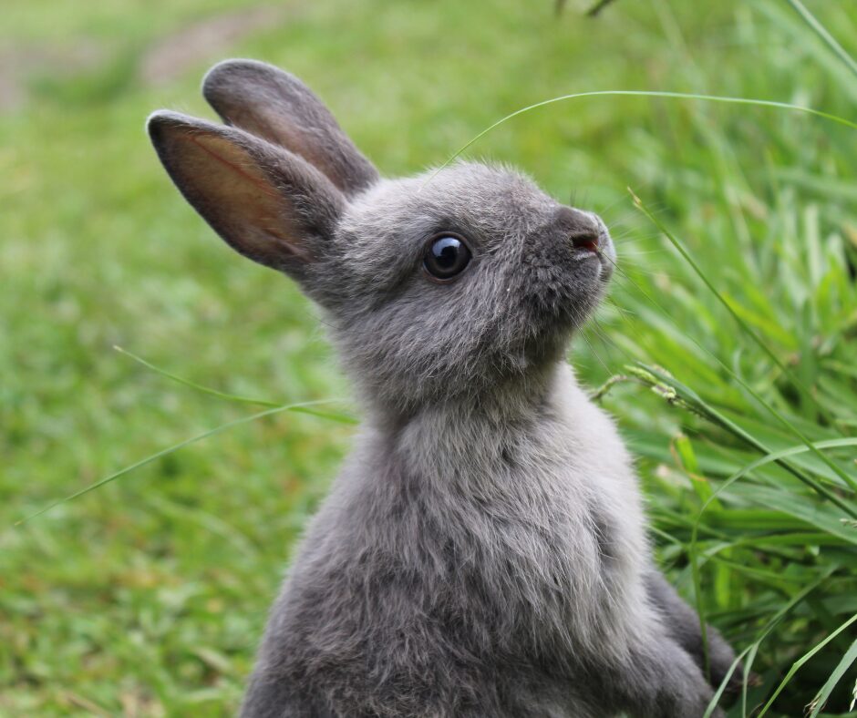 jong konijn in het gras - E. cuniculi